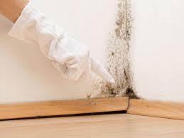 Professional Mold Prevention & Removal  in Wilmington, IL